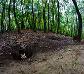 Renard roux (Vulpes vulpes), au coeur de la forêt, un renardeau sort du trou. Slovaquie