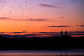 Oie cendrée (Anser anser), Plusieurs milliers d'oiseaux volent vers le lac la nuit. Ils dormiront ici, Slovaquie