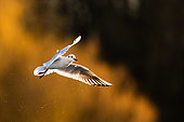 Mouette rieuse (Chroicocephalus ridibundus) en vol à la lumière du soleil couchant, Slovaquie