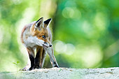 Renard roux (Vulpes vulpes), renardeau au coeur de la forêt, Slovaquie