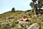 Aymara shepherd and his sheep, Copacabana, Lake Titicaca, Bolivia