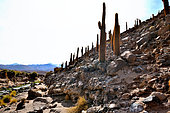 Cactus (Echinopsis atacamensis), Guatin Canyon, Rio Puritama, Atacama, Chile.