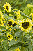 Common Sunflower, Helianthus annuus 'Valentine', flowers