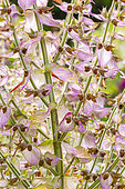Clary Sage, Salvia sclarea var. turkestanica, flowers
