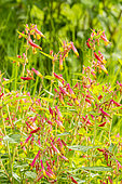 Cuphea, Cigar plant, Cuphea 'Harlequin', flowers