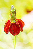 Chapeau mexicain, Ratibida columnifera 'Red Midget', fleur