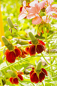 Columnar Coneflower, Mexican Hat Plant, Ratibida columnifera 'Red Midget', flower