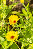 Souci d'Ollioules, Calendula officinalis 'D'Ollioules', fleurs