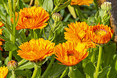 Pot Marigold, Calendula officinalis 'D'Ollioules', flowers