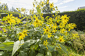 Thin-leaved Sunflower, Helianthus decapetalus 'Golden Ball', flowers