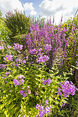 Phlox amplifolia and Salicaire, Lythrum virgatum 'Dropmore Purple', en fleurs