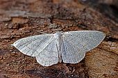 Cream wave (Scopula floslactata), moth on wood, top view, Gers, France.