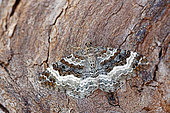 Common carpet (Epirrhoe alternata), moth on wood, top view, open wings, Gers, France.