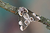Peach Blossom (Thyatira batis), moth on wood, top view, open wings, Gers, France.