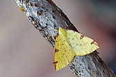 Brimstone moth (Opisthograptis luteolata), moth on wood, top view, open wings, Gers, France.