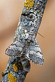 Lunar Marbled Brown (Drymonia ruficornis), moth on wood, top view, open wings, Gers, France.