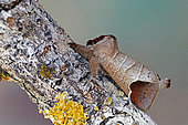 Chocolate-tip (Clostera curtula), Moth on wood, side view, Gers, France.