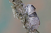 Petite queue fourchue (Furcula bifida), papillon de nuit sur bois, vue de profil, Gers, France.