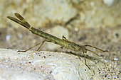 Zygoptera larva in the underground part of the Buèges spring, Hérault, France
