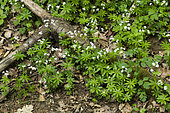 Aspérule odorante (Galium odoratum) en fleurs en sous-bois, Lorraine, France
