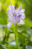 Common water hyacinth (Eichhornia crassipes) flowers, Jean-Marie Pelt Botanical Garden, Nancy, Lorraine, France
