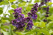 Common lilac 'De Meribel', Syringa vulgaris 'De Meribel', flowers, Lemoine Lilac Collection of the Jean-Marie Pelt Botanical Garden, Nancy, Lorraine, France
