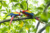 Scarlet Macaw (Ara macao) pair on a branch, Ballena National Marine Park, Costa Rica