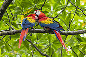 Scarlet Macaw (Ara macao) pair on a branch, Ballena National Marine Park, Costa Rica