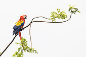 Scarlet Macaw (Ara macao) on a branch, Costa Rica