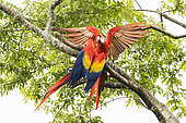 Scarlet Macaw (Ara macao) pair on a branch, Costa Rica