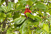 Scarlet Macaw (Ara macao) eating a fruit, Costa Rica