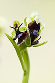 Ophrys mouche (Ophrys insectifera) fleur résupinée, Lorraine, France