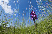 Hybrid purple orchid (Orchis purpurea x militaris) flowers, Limestone hillside, Lorraine, France
