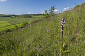 Limestone grassland landscape, limestone hillside with Purple Orchid (Orchis purpurea), Lorraine, France