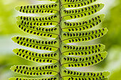 Fishbone fern (Nephrolepis tuberosa) sporangium, Jardin botanique Jean-Marie Pelt, Nancy, Lorraine, France