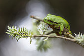 Green tree frog (Hyla arborea) male on a flowering willow, Lorraine, France