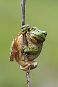 Green tree frog (Hyla arborea) male on a twig, Lorraine, France