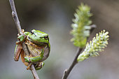 Green tree frog (Hyla arborea) male on a flowering willow, Lorraine, France