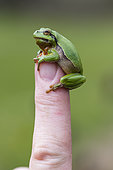 Green tree frog (Hyla arborea) male on a finger, Lorraine, France