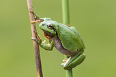 Green tree frog (Hyla arborea) male on a stem, Lorraine, France