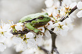 Green tree frog (Hyla arborea) male on a Blackthorn (Prunus spinosa), Lorraine, France