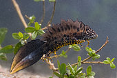 Speckled salamander (Salamandra salamandra), Forêt de la Reine, Lorraine, France