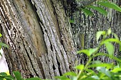 Pic vert (Picus viridis) sur un tronc de châtaigner, Val de Loire, France