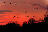 Envol de Grues cendrées (Grus grus) en vol à l'aube au dessus de la Loire, fin novembre, Nièvre, France
