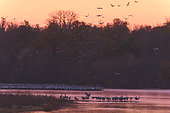 Colony of Common Cranes (Grus grus), crane dormitory on the Loire River in late November, Nièvre, France