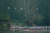 Flight of Common Cranes (Grus grus) on a beach of the Loire at dawn, Nièvre, France