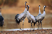 Common Cranes (Grus grus) on a beach of the Loire, Nièvre, France