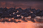 Common Crane (Grus grus) at dawn on a bank of the Loire, Nièvre, France