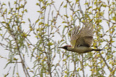Green Woodpecker (Picus viridis) in flight over the Loire, mid April, Nièvre, France