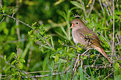Nightingale (Luscinia megarhynchos) singing in a meadow along the Loire River near Saint-Satur, Cher, France